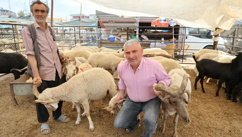 Kurban Pazarı Coşku Dolu: Dört Boynuzlu Koçlar İlgi Odağı Oldu