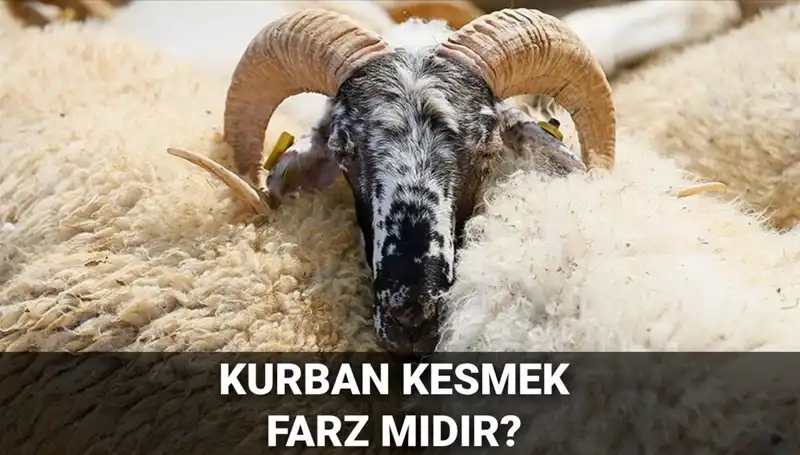 Kurban Kesmenin Hükmü ve Şartları: Diyanet Ne Diyor?