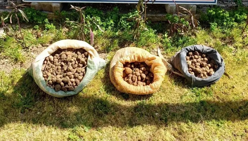 10 Kilo Salep Toplarken Yakalayan İlgililer: Kültürel Mirasın Peşinde