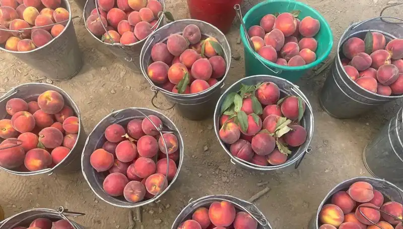 Geçim Derdi İle Mücadele: Çiftçinin Hasat Bayramı Kilogramda 100 Lira!