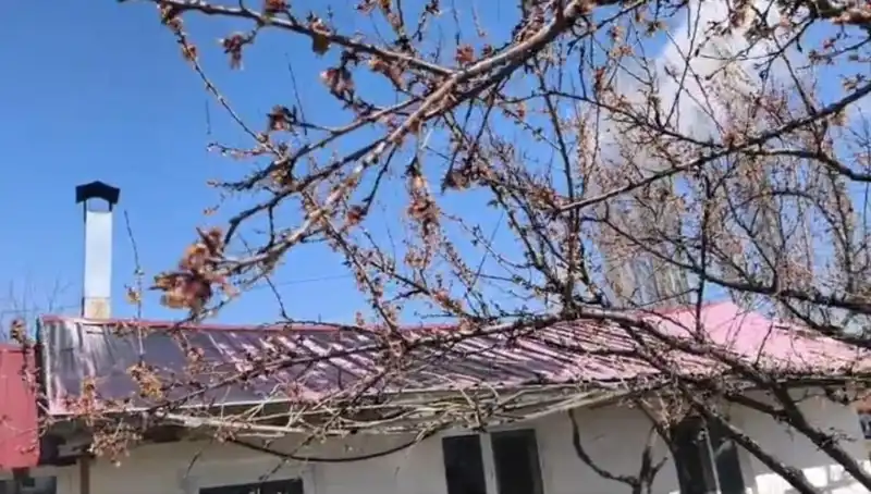 Dondurucu Soğuk Kayısı Üreticilerini Ürkütüyor: Hasat Etkileniyor