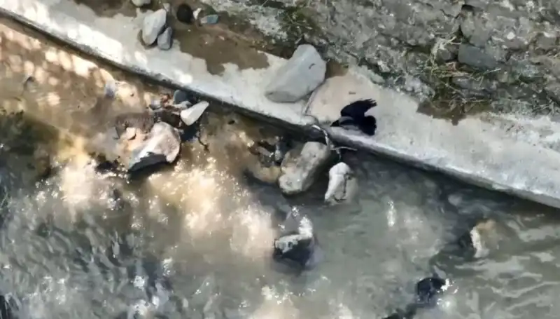 Karga ve Yılanın Şaşırtan Mücadelesi: Doğada Hayatta Kalma Savaşları