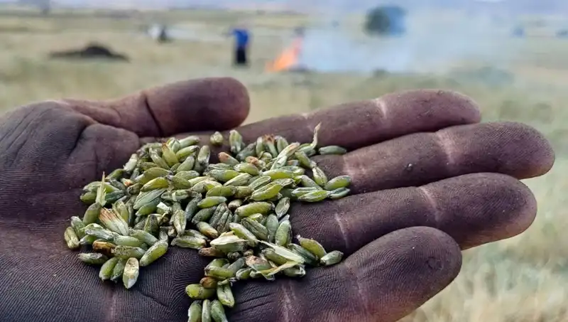 Firik Sezonu Başladı: Doğanın Lezzeti Sofralarınıza Geliyor