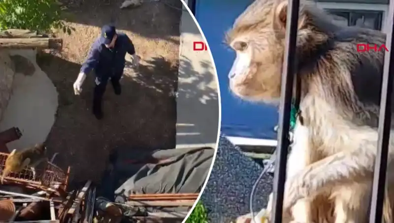 Muğla'da Şaşırtan Olay: Maymunun Peşinde Mahalleli Koşuyor!
