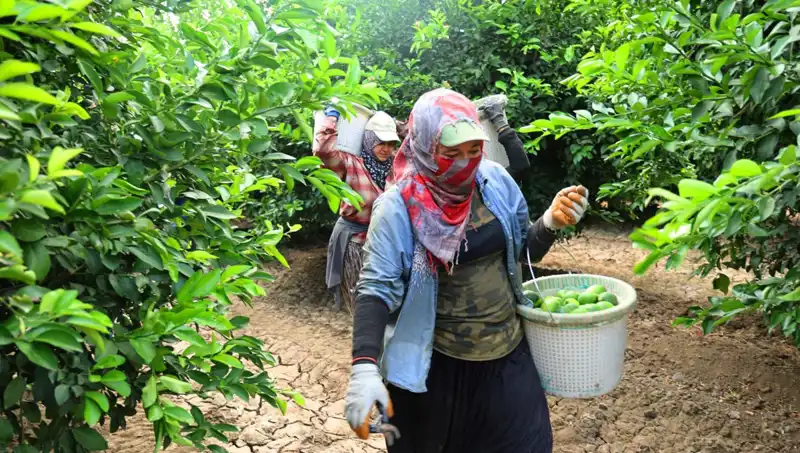 Market Fiyatlarını Sarsan Gelişme: 150 Liralık Kilo Fiyatı Düşmeye Başlıyor!