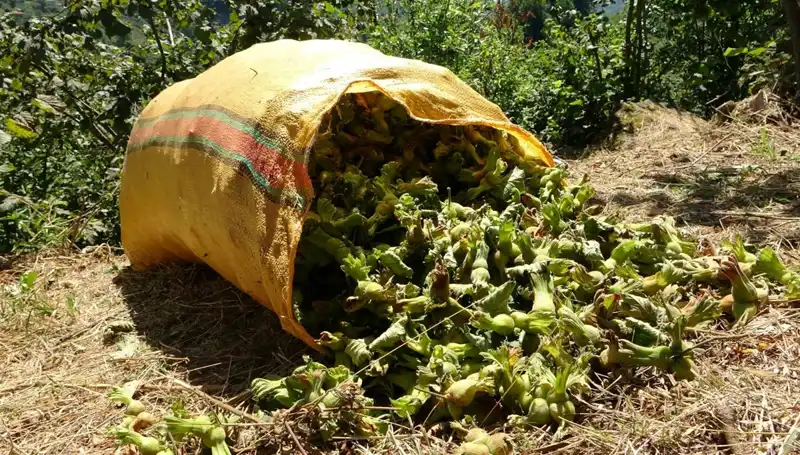 Fındık Hasadı Giresun'da Coşkuyla Başladı: Tarım Karnavalı Başlıyor!