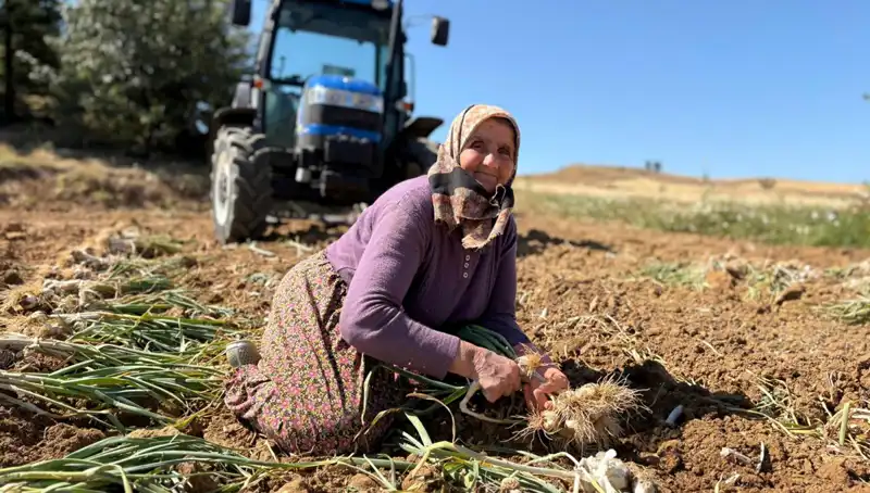 Selenyum Zengini Ürünler: Tarlada Günlük 1200 Lira Kazanılıyor!