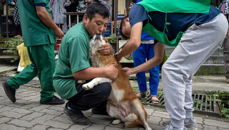 Filipinler'de Kuduz Alarmı: 2024'te 426 Can Kaybı Yaşandı