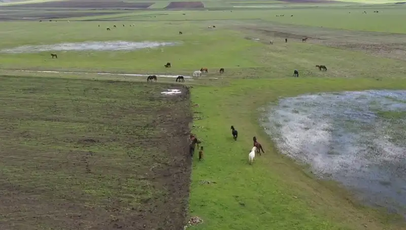 Kars'ın Eşsiz Doğasında Yılkı Atlarıyla Muhteşem Bir Görüntü