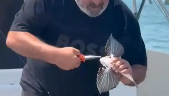 Saros Koyu'nda Nadir Kırlangıç Balığı Oltaya Takıldı: Balıkçıların Yeni Gözdesi
