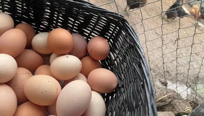 Okul Çağındaki Çocuklar için En Uygun Protein Kaynağı: Uygun Fiyatlı Alternatifler