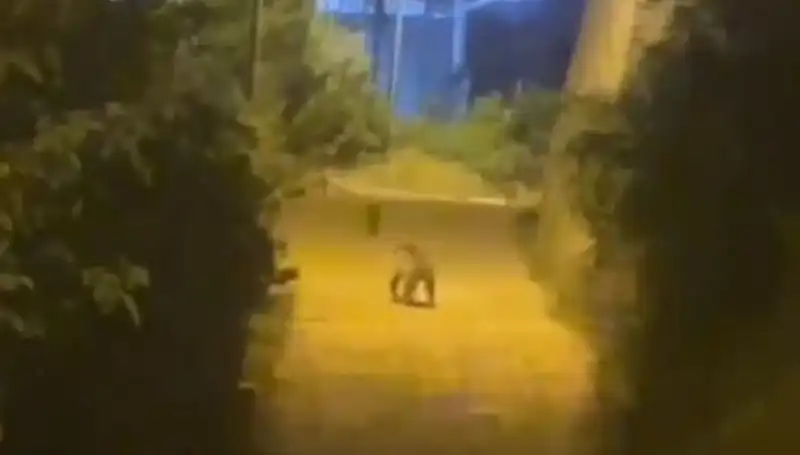 Gümüşhane'de Merkeze İnerek Şehirde Şok Yaratan Ayı Görüntülendi!