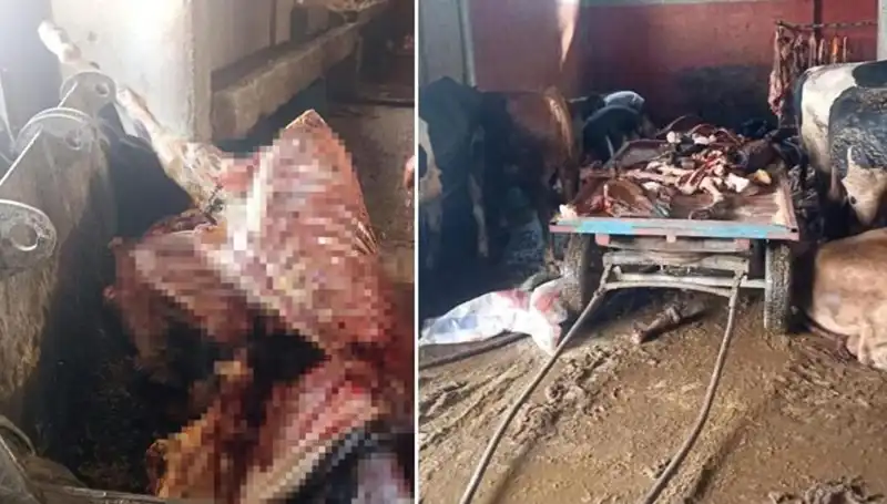 Adana'da Şok: 2,5 Ton At Eti Operasyonla Ele Geçirildi!