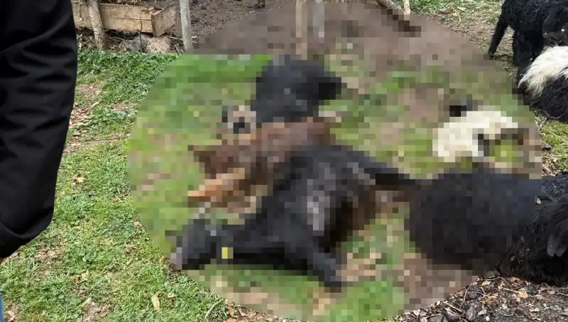 Sahipsiz Köpeklerden Şok Eden Saldırı: 18 Keçiyi Telef Etti