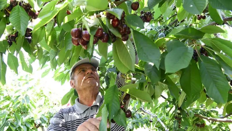 Lapseki Devi: Çay Bardağına Sığmayan Dev Franco ile Tanışın