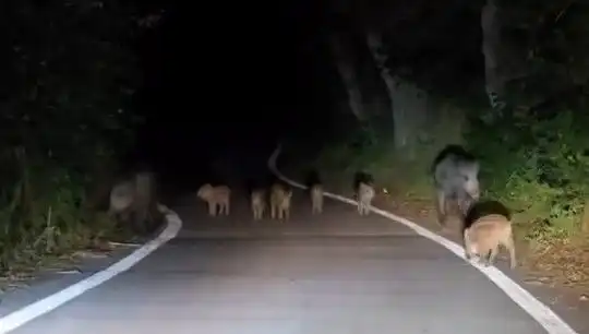 Elazığ'da Olay Yaratacak Domuz Sürüsü Yola İndi!