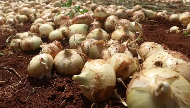 Hatay'da Soğan Hasadı Başladı: Rekolte Çiftçisi Nasıl Güldürüyor?