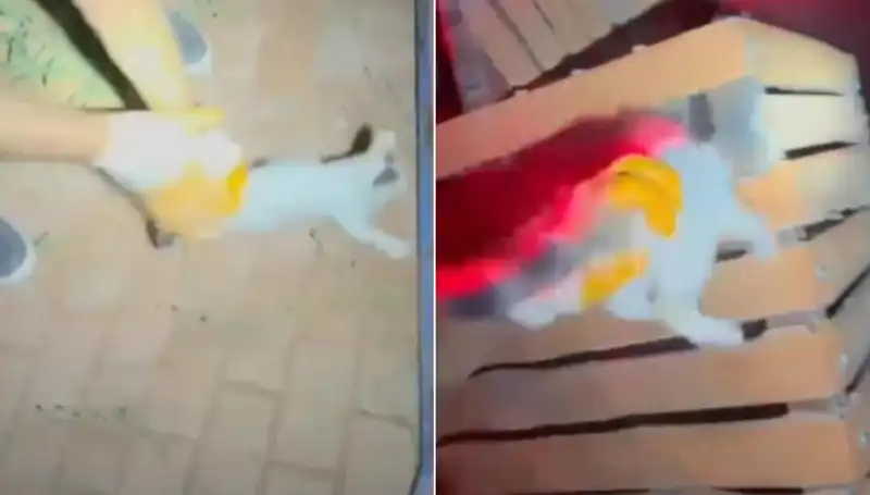Gece Yarısı İtfaiye Ekibi Kediyi Kurtarmak İçin Seferber Oldu!