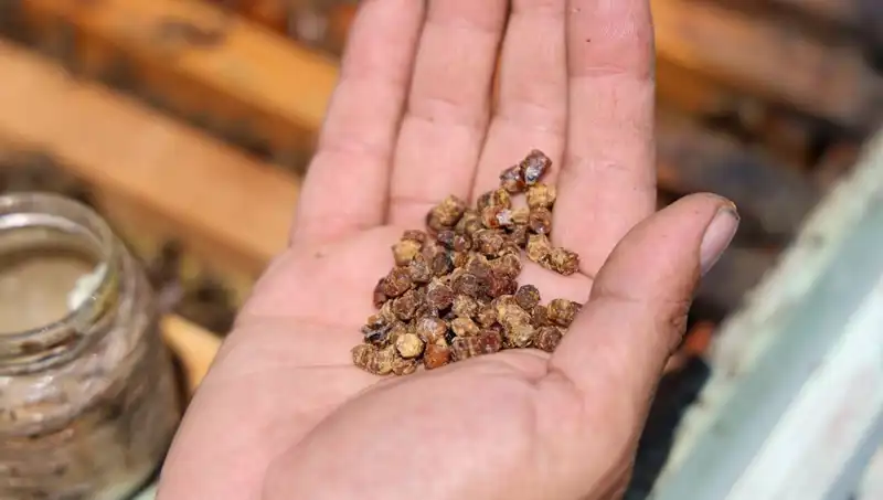 Eskiden Çöpe Giden Besin Şimdi 3 Bin TL’den Satılıyor: Mucizevi Protein Kaynağı