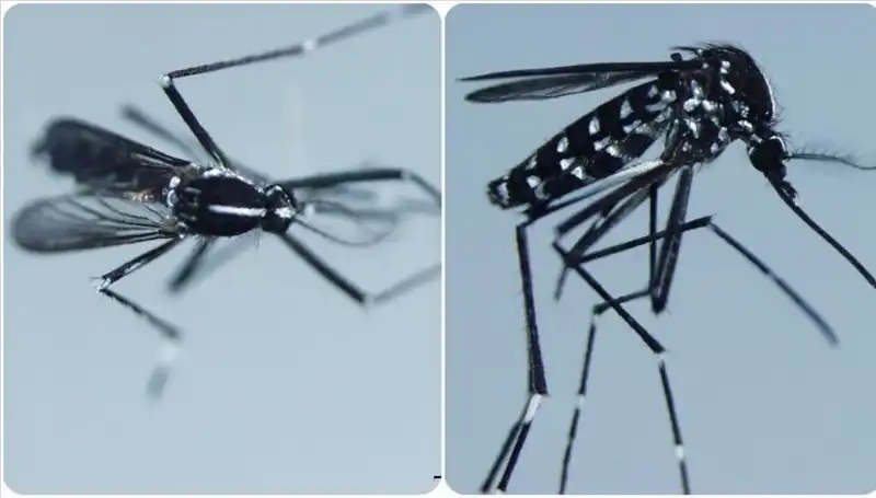 Chikungunya Virüsü: Belirtileri ve Dünyada Görüldüğü Ülkeler Hakkında Bilgiler