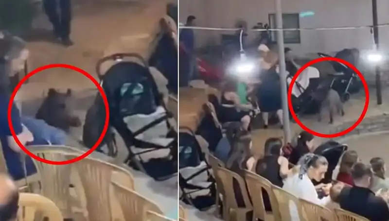 Yaban Domuzu Düğüne Dalınca Eğlenceyi Kabusa Çevirdi