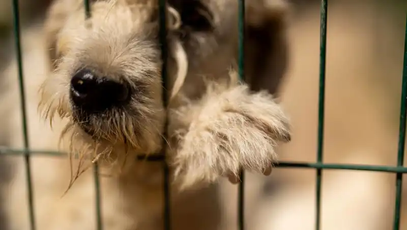 İş Stresinin Gizli Kurbanı: Patronların Köpeği de Etkileniyor!