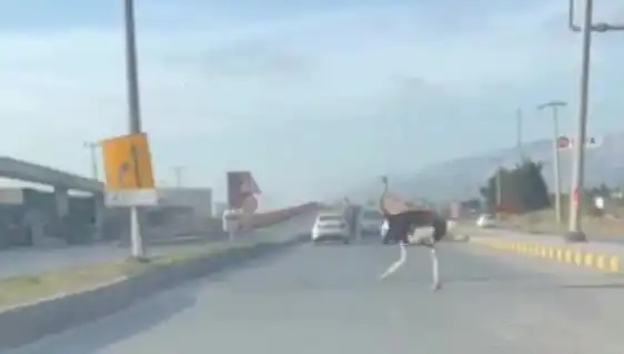 Trafikte Deve Kuşu Görünce Ne Yaparsınız? İşte O Anlar!